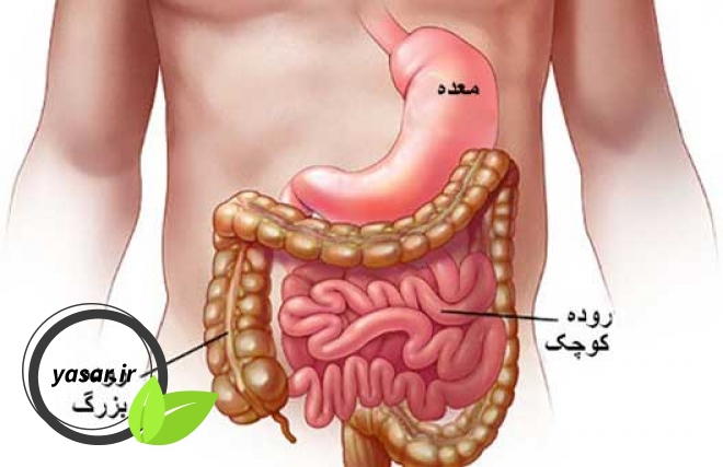 دانستین هایی درباره سلامتی روده