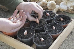 مناسبترین گیاهان دارویی برای رشد در خانه | مجله سلامت یاثار