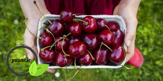 آیا میدونستین گیلاس هم ممکنه عوارضی براتون داشته باشه