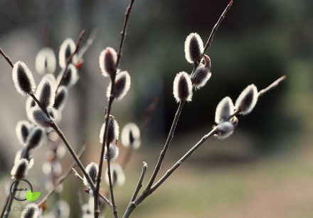  بیدمشک چه فواید برای بدن دارد؟