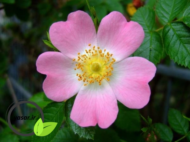 نگاهی به گل زیبای نسترن