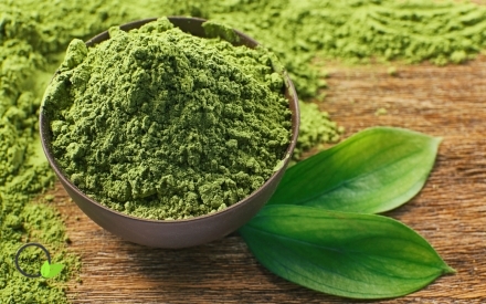 چای ماچا از پرورش و مصرف آن