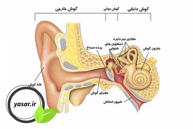 چه بیماری هایی بر روی شنوایی مؤثر هستند؟